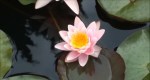 flor de lotus
